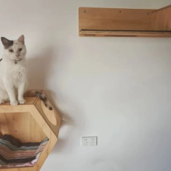 hexagon cat shelf, Dinning room cat shelf, Cat shelf, Wall furniture